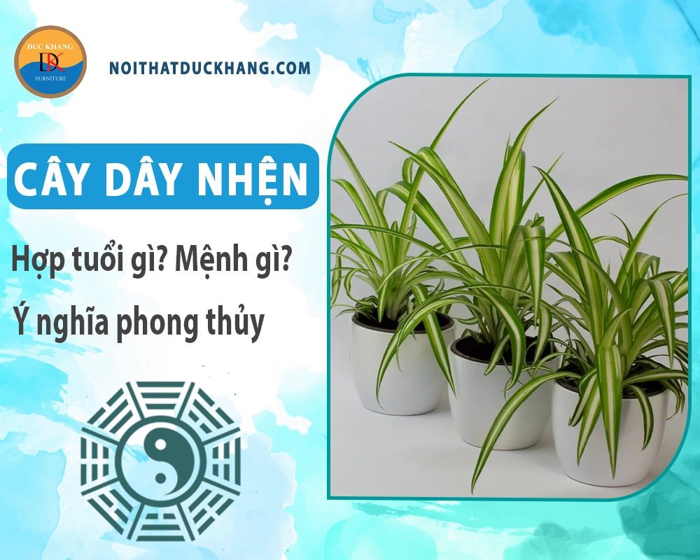 Cây dây nhện với những lá xanh trắng nổi bật, hợp mệnh Kim và Thủy