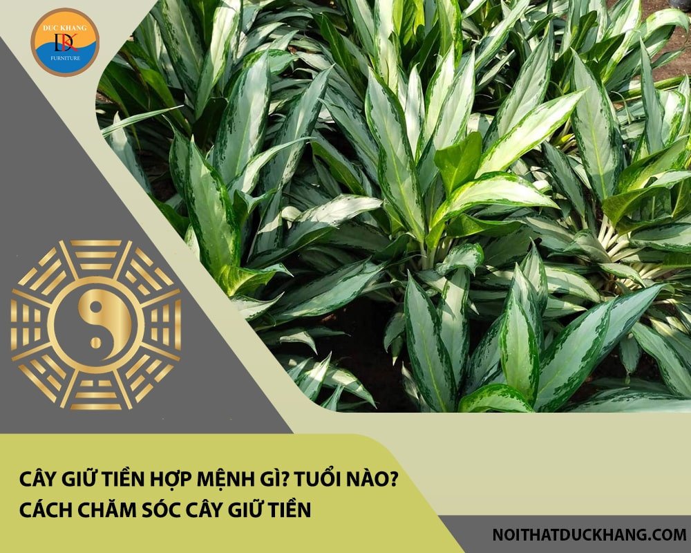 Cây giữ tiền có thể gây kích ứng nếu tiếp xúc trực tiếp, cần cẩn trọng