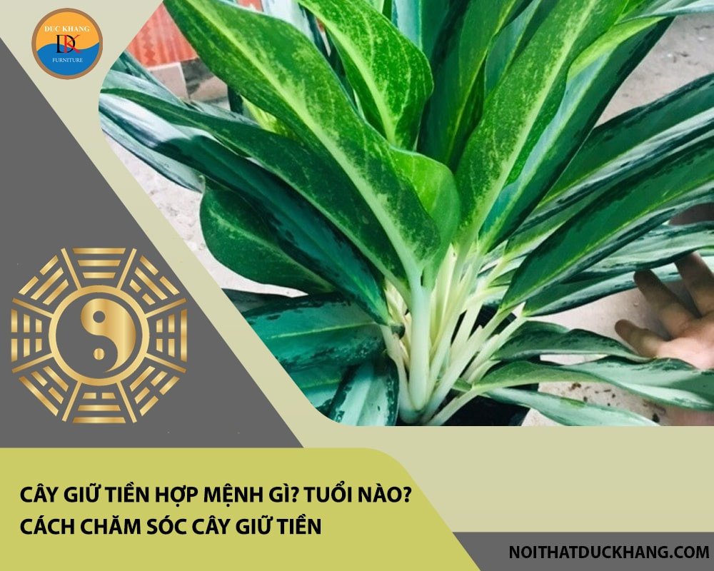 Cây giữ tiền hợp mệnh Kim và Hỏa, mang lại tài lộc và may mắn