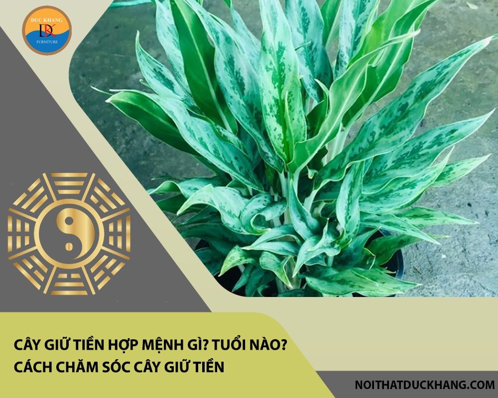 Cây giữ tiền phù hợp với các tuổi Tuất, Thân, Tý để tăng cường vận khí