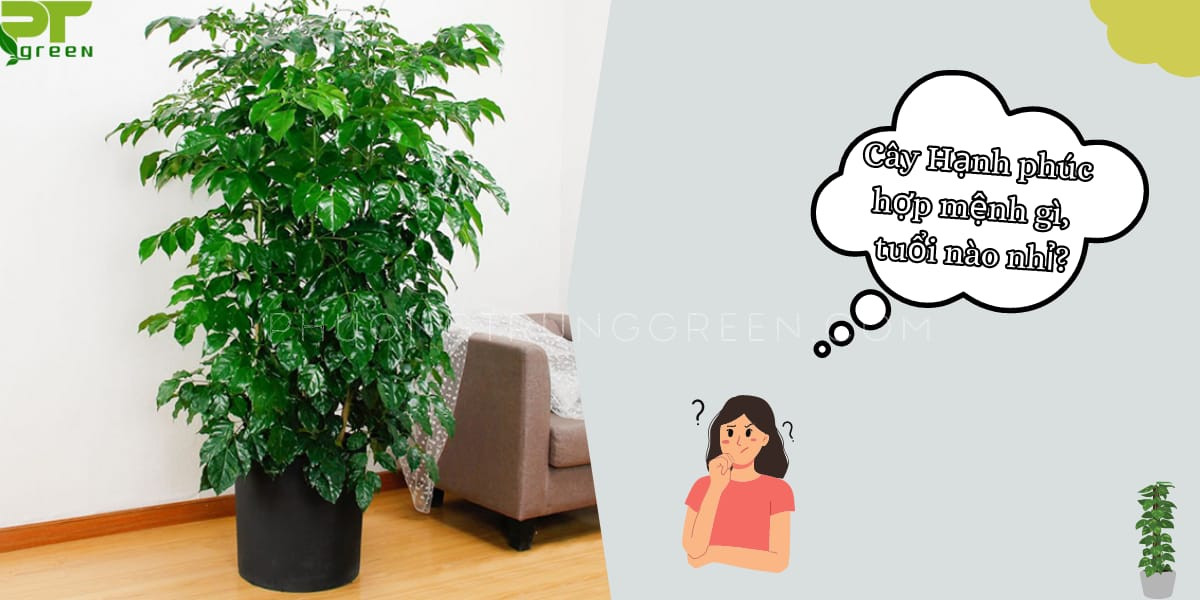 Cây Hạnh Phúc hợp mệnh gì mang lại tài lộc