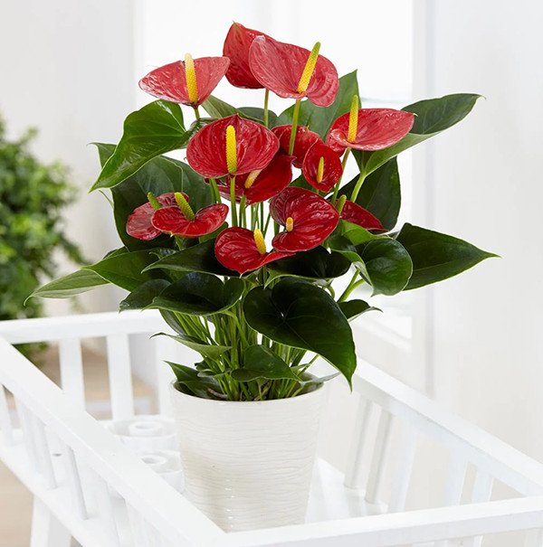 Cây hồng môn đỏ rực rỡ mang vẻ đẹp thanh thoát