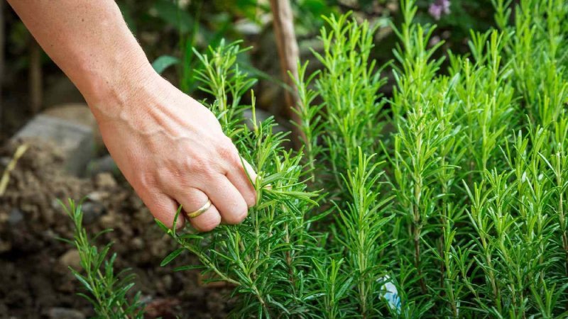 Cây hương thảo biểu tượng may mắn trong phong thủy