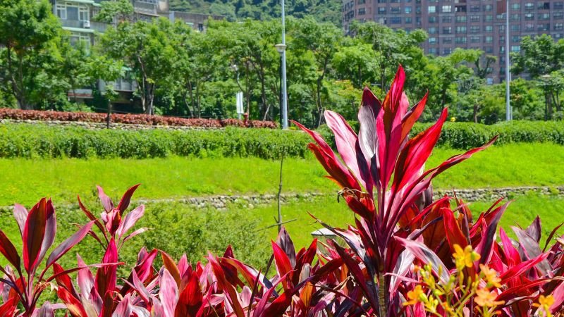 Cây huyết dụ lá đỏ tươi tắn, biểu tượng của sự may mắn và năng lượng tích cực