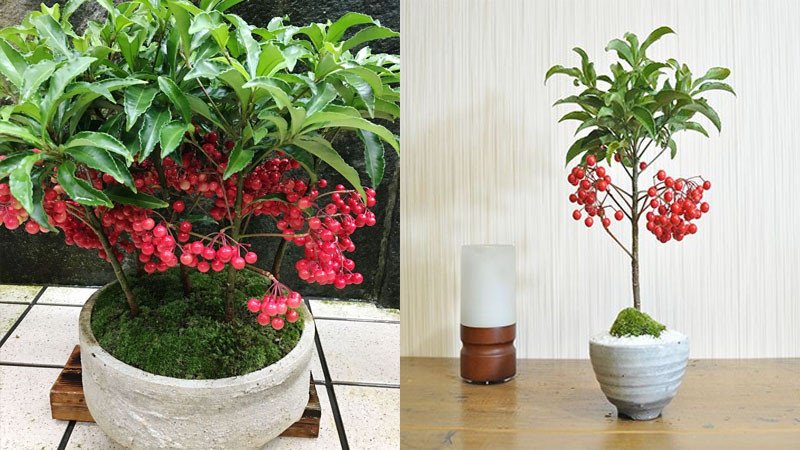 Cây kim ngân lượng trang trí cùng phụ kiện đỏ mang lại may mắn