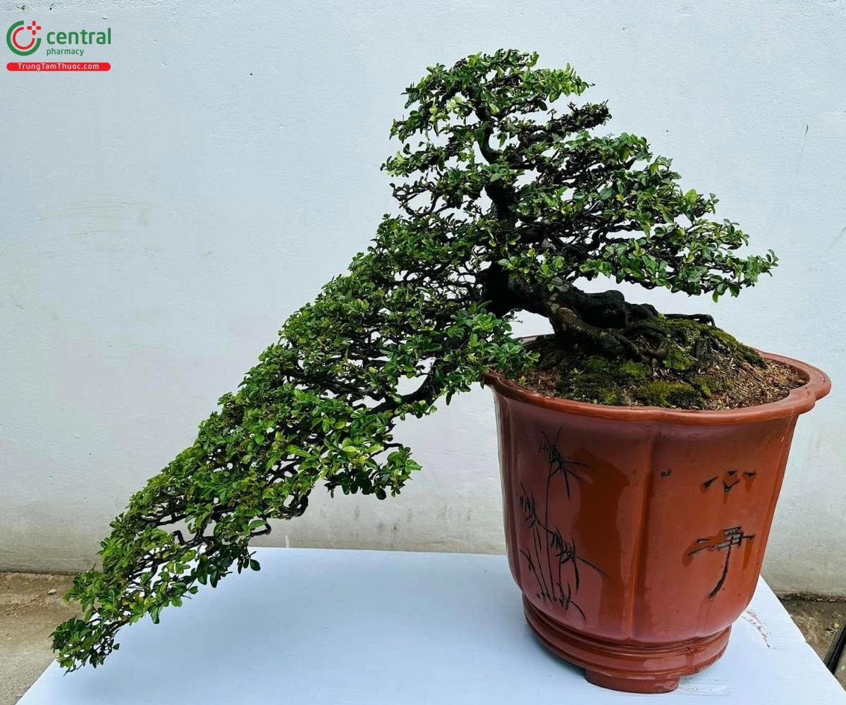 Cây Kim Quýt bonsai đẹp