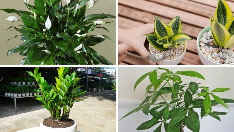 Cây Lan Ý, cây lưỡi hổ, cây kim tiền, cây Kim Ngân hợp với nữ Nhâm Tuất