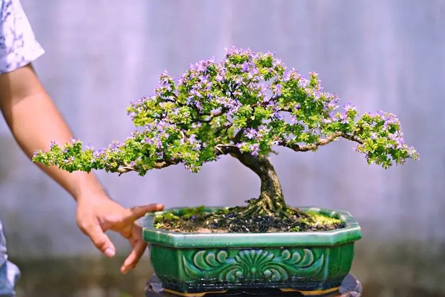 Cây linh sam hạt gạo Tân Phú với lá nhỏ như hạt gạo