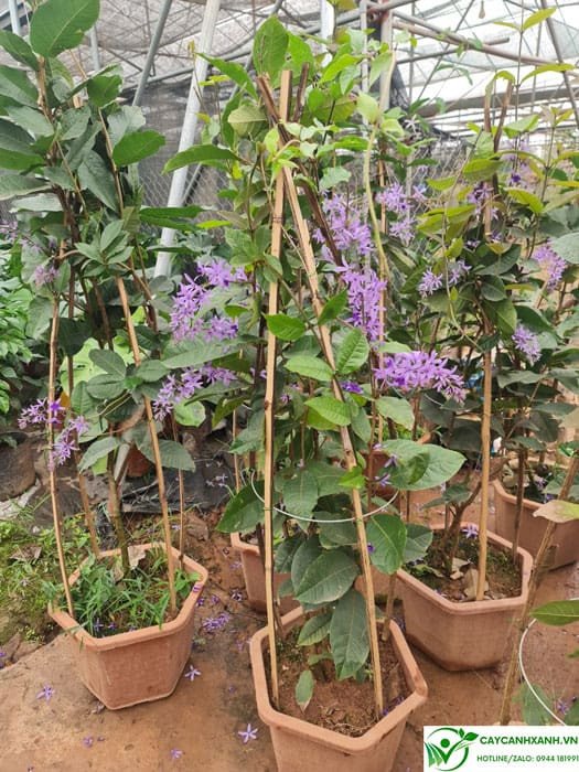 Cây mai xanh thái đang nở hoa
