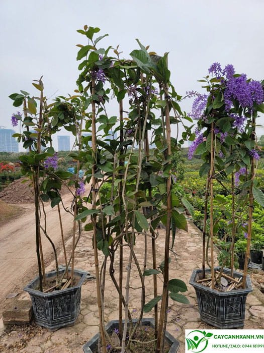 Cây mai xanh thái tươi tốt