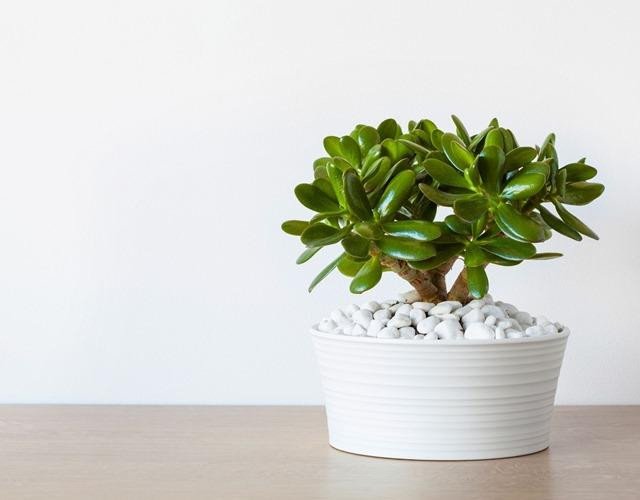 Cây ngọc bích bonsai tạo hình đẹp mắt, thu hút tài lộc phong thủy
