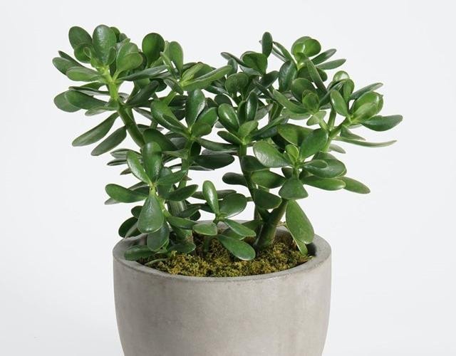 Cây ngọc bích non xanh tươi, biểu tượng của sự khởi đầu tốt lành