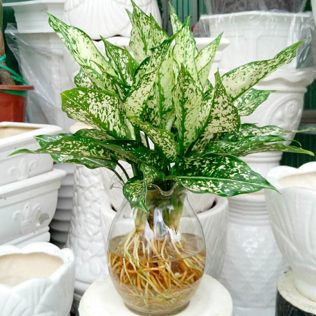 Cây ngọc ngân đa dạng kích thước và mức giá trên thị trường