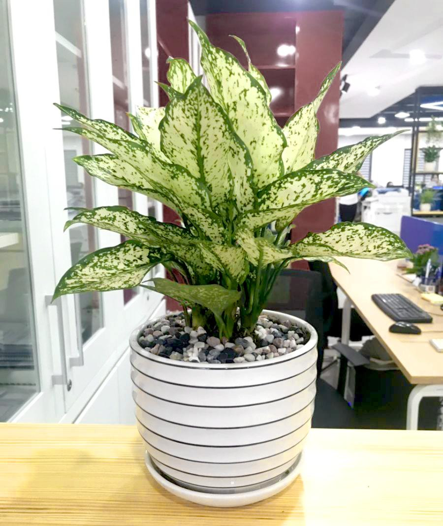 Cây ngọc ngân để bàn thanh lọc không khí, giảm căng thẳng cho mắt