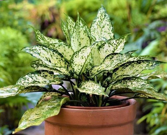 Cây ngọc ngân hợp mệnh Kim mang lại tài lộc và may mắn