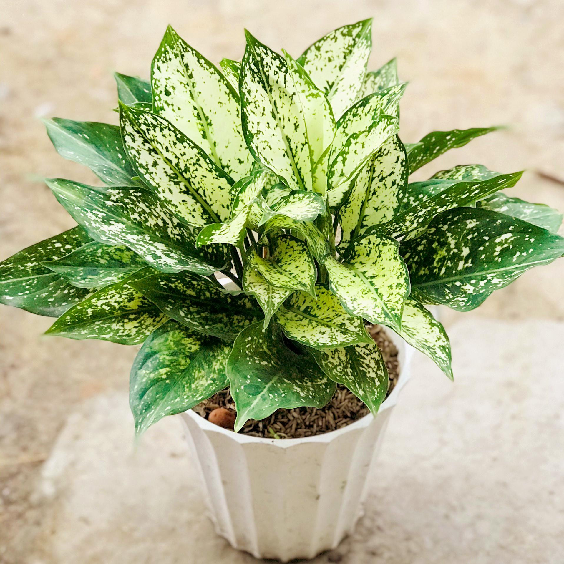 Cây ngọc ngân mang ý nghĩa may mắn và tài lộc dồi dào