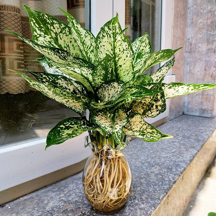 Cây ngọc ngân trồng thủy sinh mang vẻ đẹp hiện đại và tinh tế