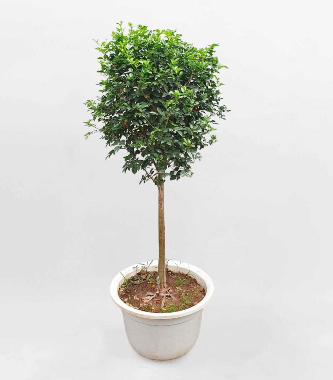 Cây nguyệt quế mang ý nghĩa phong thủy