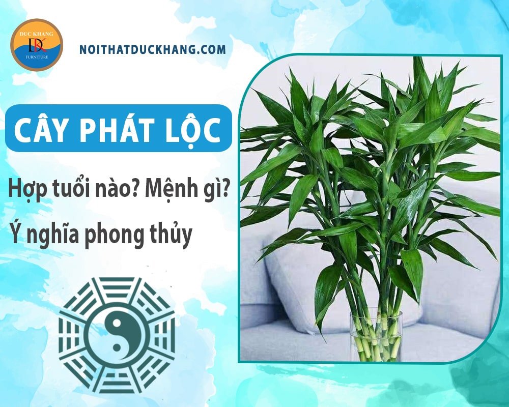 Cây phát lộc hợp mệnh gì để mang lại may mắn, tài lộc