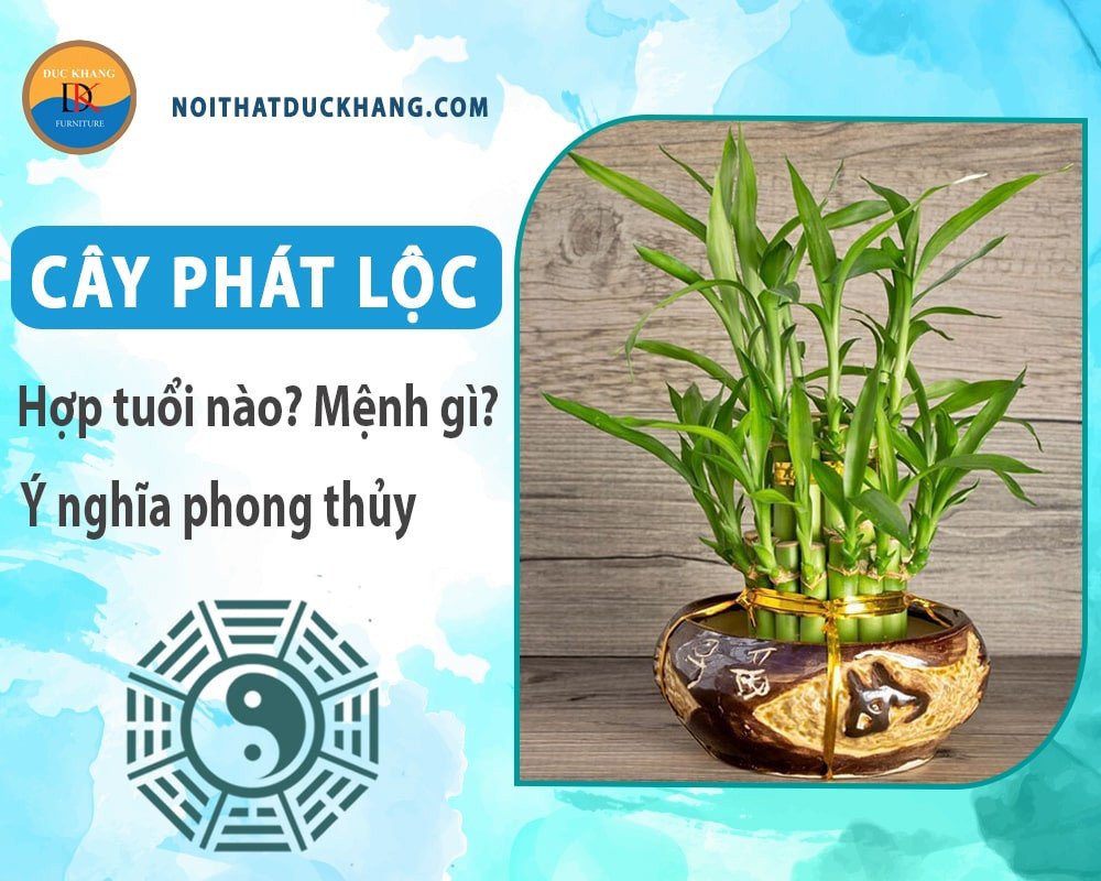 Cây phát lộc hợp mệnh gì theo ngũ hành
