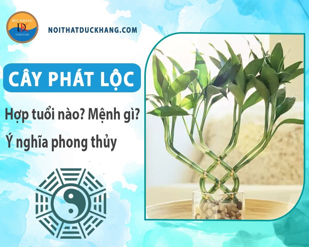 Cây phát lộc hợp tuổi nào mang lại may mắn