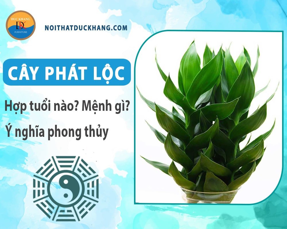 Cây phát lộc mang lại sự thịnh vượng và tài lộc