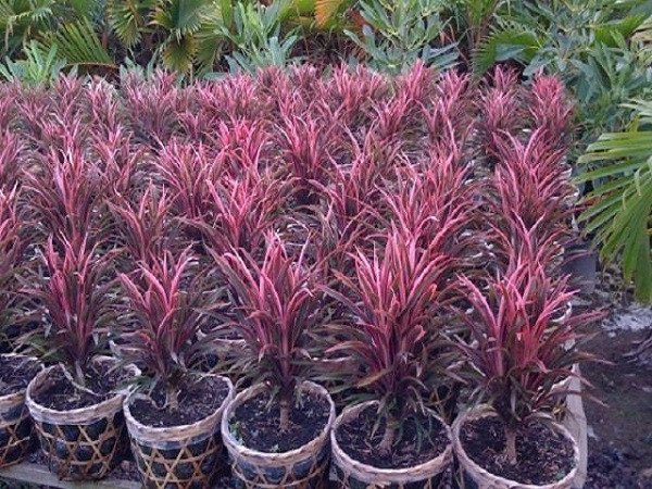 Cây phát tài đỏ với lá màu đỏ tía