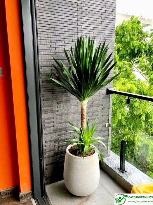 Cây phát tài núi có độc không?