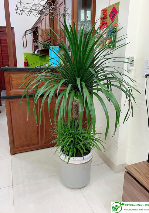 Cây phát tài núi giúp thanh lọc không khí, mang lại môi trường sống trong lành