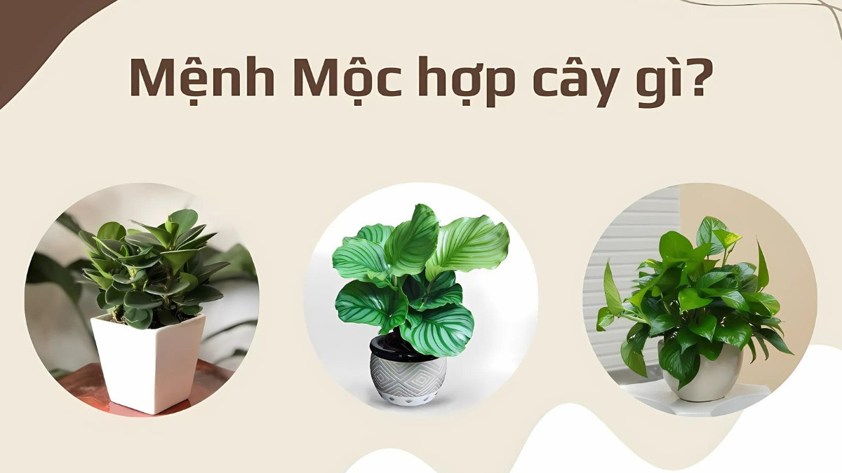 Cây phong thủy mang lại tài lộc và bình an cho mệnh Mộc