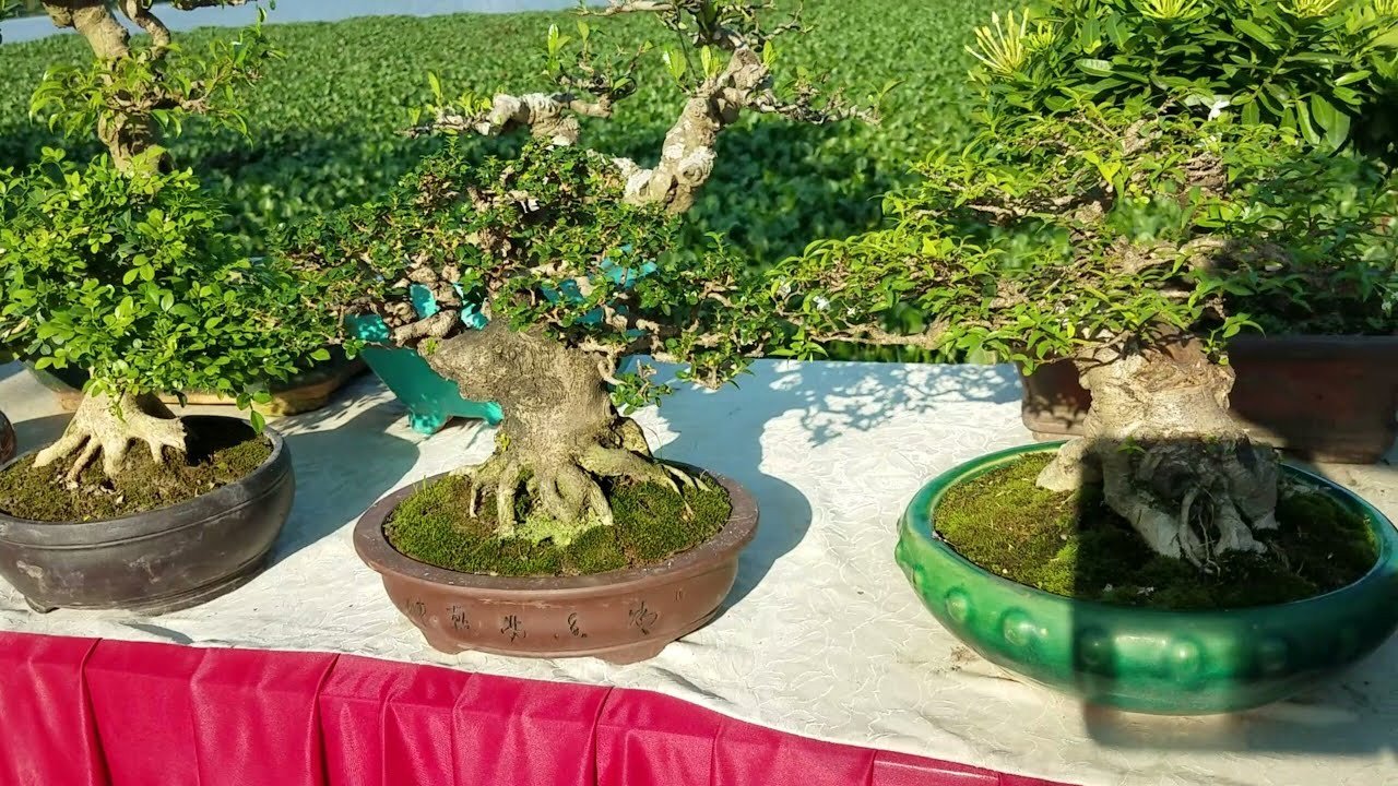 Cây sam hương bonsai đẹp, thể hiện sự vững chãi và giá trị phong thủy phù hợp với gia chủ mệnh Mộc, mệnh Hỏa.