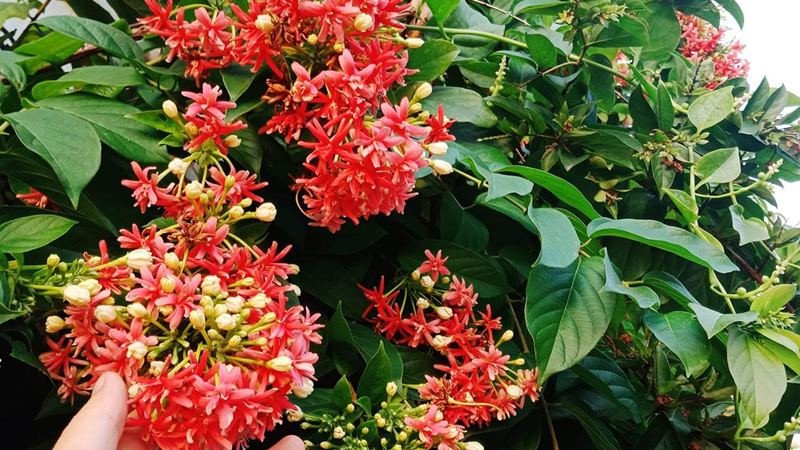 Cây sử quân tử với những chùm hoa đỏ tươi mang ý nghĩa vươn lên