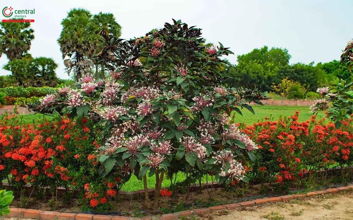 Cây Thiên Phúc được trồng làm cảnh trong vườn nhà