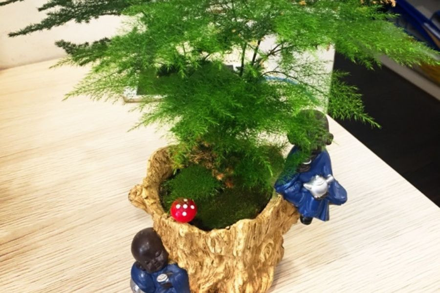 Cây thủy tùng đặc biệt hợp với người mệnh Kim, mang lại tài lộc và bình an.