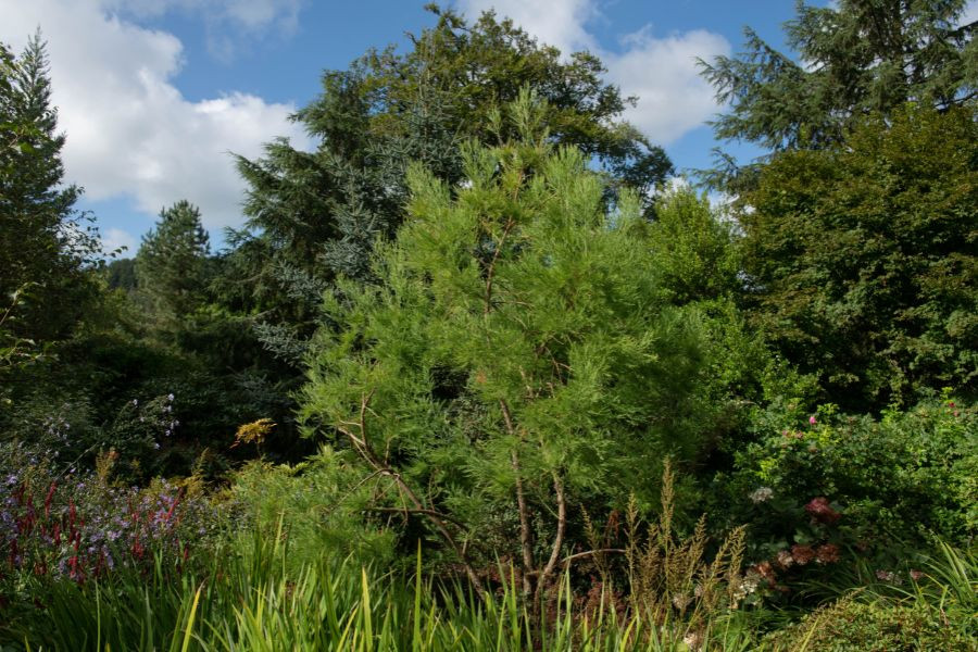 Cây thủy tùng xanh có lá xanh tươi, rũ xuống rất đẹp mắt.