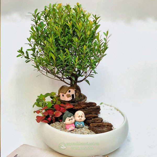 Cây Tiểu Diệp Xích Nam trang trí nội thất mang lại may mắn