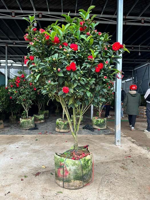 Cây trà tứ quý với tán lá xanh mướt và những bông hoa đỏ rực rỡ, tượng trưng cho sự may mắn và tài lộc.