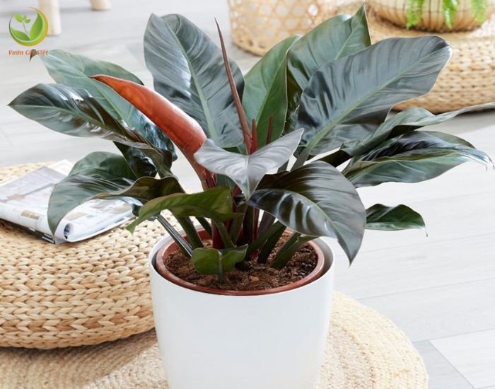 Cây trầu bà đế vương đỏ thân đứng, lá lớn màu xanh đậm nổi bật