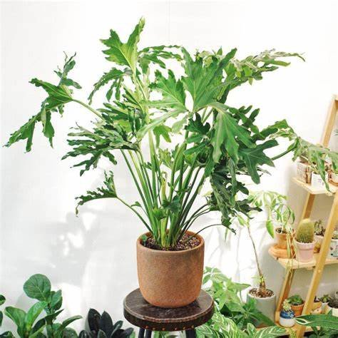 Cây trầu bà lá xẻ mang ý nghĩa phong thủy tốt lành