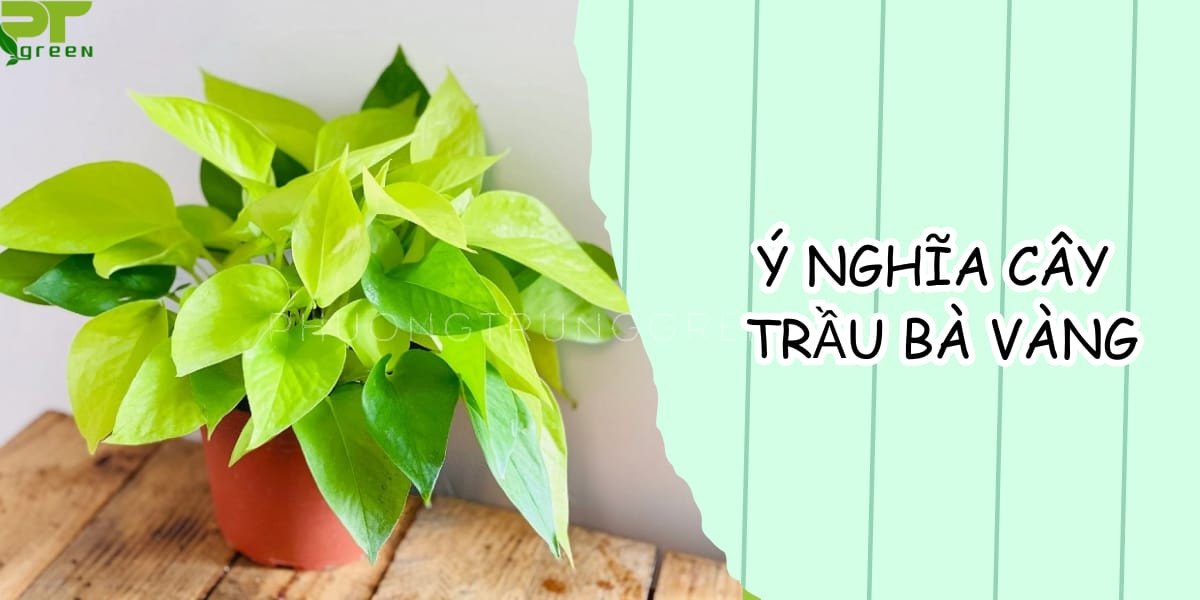 Cây trầu bà vàng mang ý nghĩa phong thủy tốt lành cho không gian sống