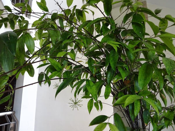 Cây trúc nhật thân lá xanh tươi, phù hợp nhiều không gian