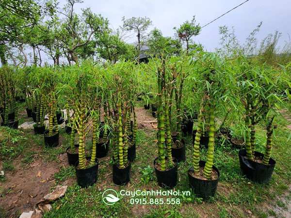 Cây trúc Phật Bà có thân đốt phình độc đáo
