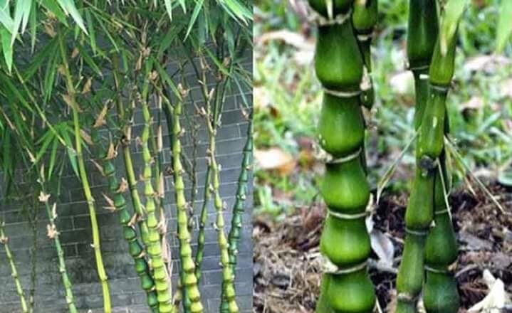 Cây Trúc Quan Âm xanh tốt