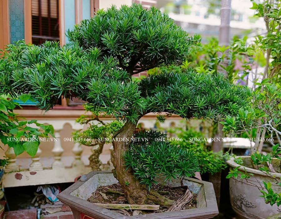 Cây tùng la hán bonsai nhỏ được chăm sóc tỉ mỉ, phù hợp trưng bày trong nhà