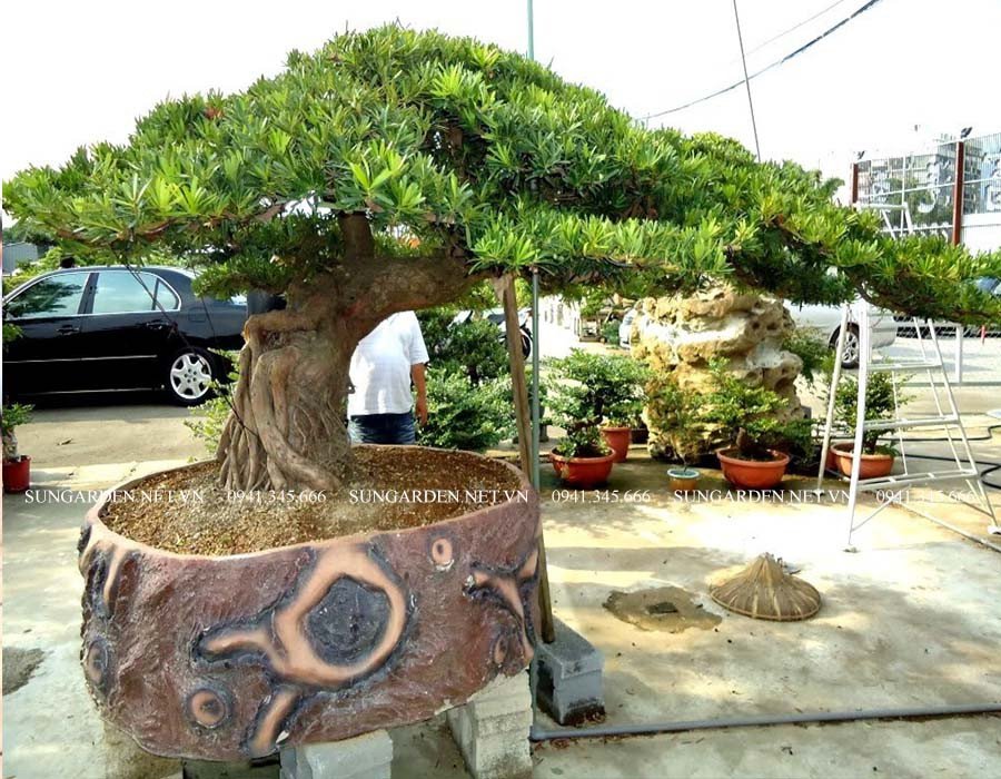 Cây tùng la hán đón nắng tự nhiên, giúp cây quang hợp tốt và duy trì màu xanh mướt