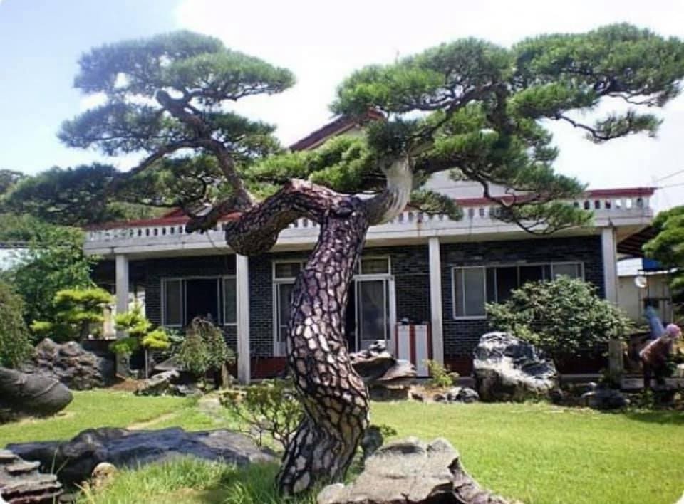 Cây tùng la hán lớn được đặt trước cổng nhà để thu hút vượng khí và may mắn cho gia chủ hợp mệnh