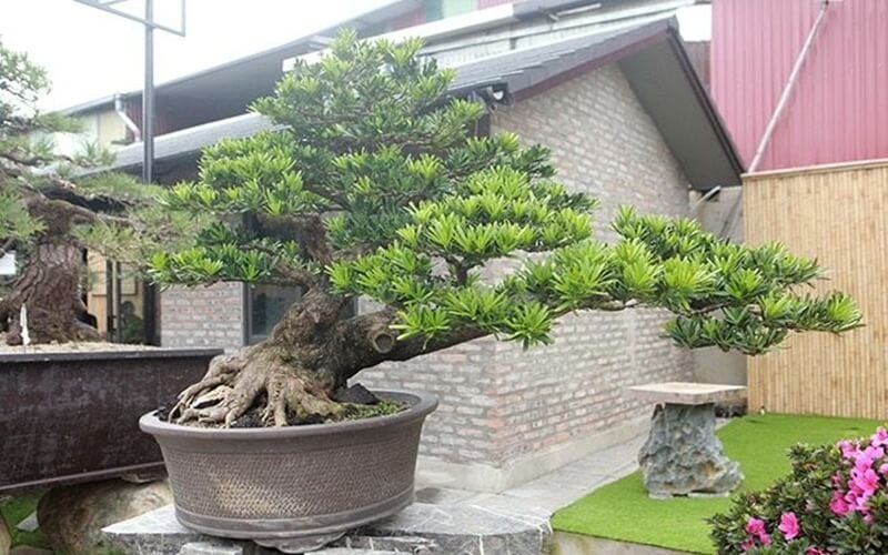 Cây tùng la hán với vẻ đẹp cổ kính và sức sống mãnh liệt