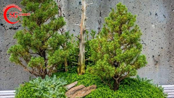 Cây tùng núi với dáng vẻ uy nghi, mang ý nghĩa phong thủy tốt lành