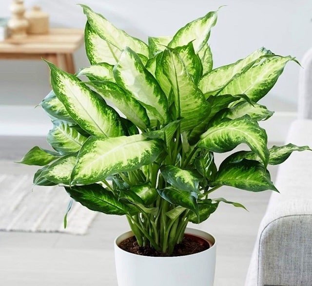 Cây Vạn Niên Thanh xanh tốt lá đốm trắng đặt chậu cảnh