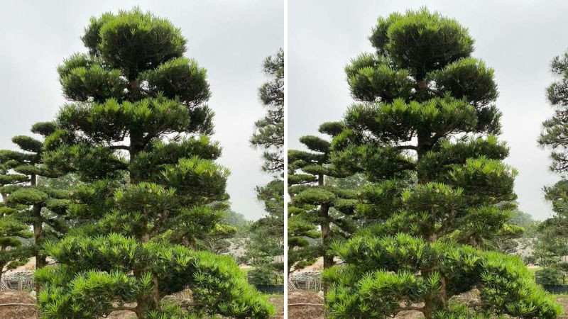 Cây Vạn Niên Tùng và mối liên hệ với Tùng La Hán trong phong thủy